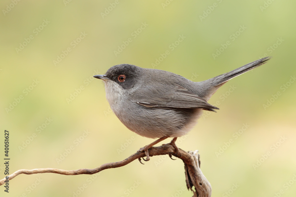 Fototapeta premium Curruca cabecinegra