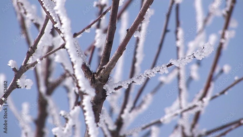 Snow and Tree branches,Biei,Hokkaido,Japan Snow and Tree branches,Biei,Hokkaido,Japan