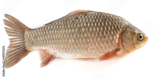fresh fish isolated on white background