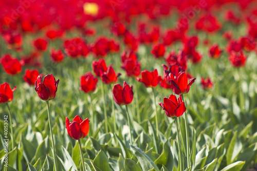 A spring field with red tulips in the Netherlands