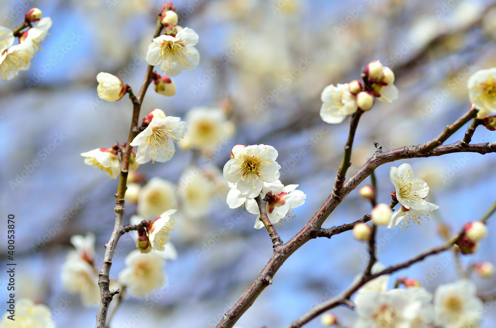 梅の花 梅の花