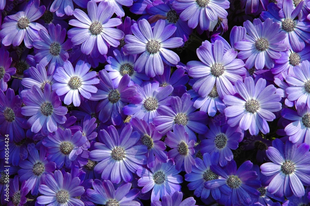 Fiori Fiori