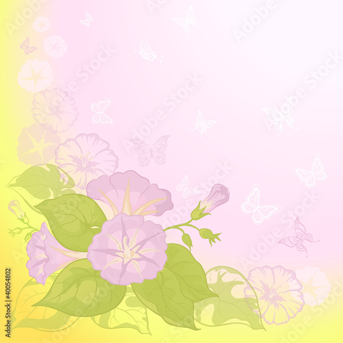 Background with flowers Ipomoea photo