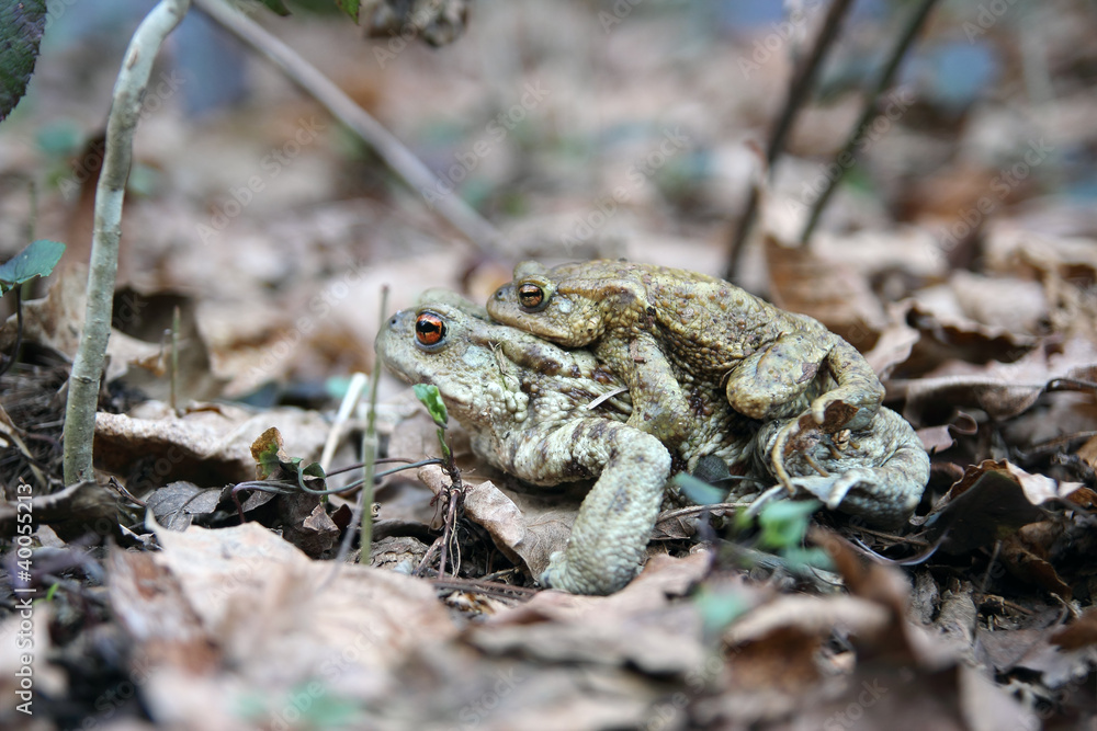 Obraz premium toads in Love