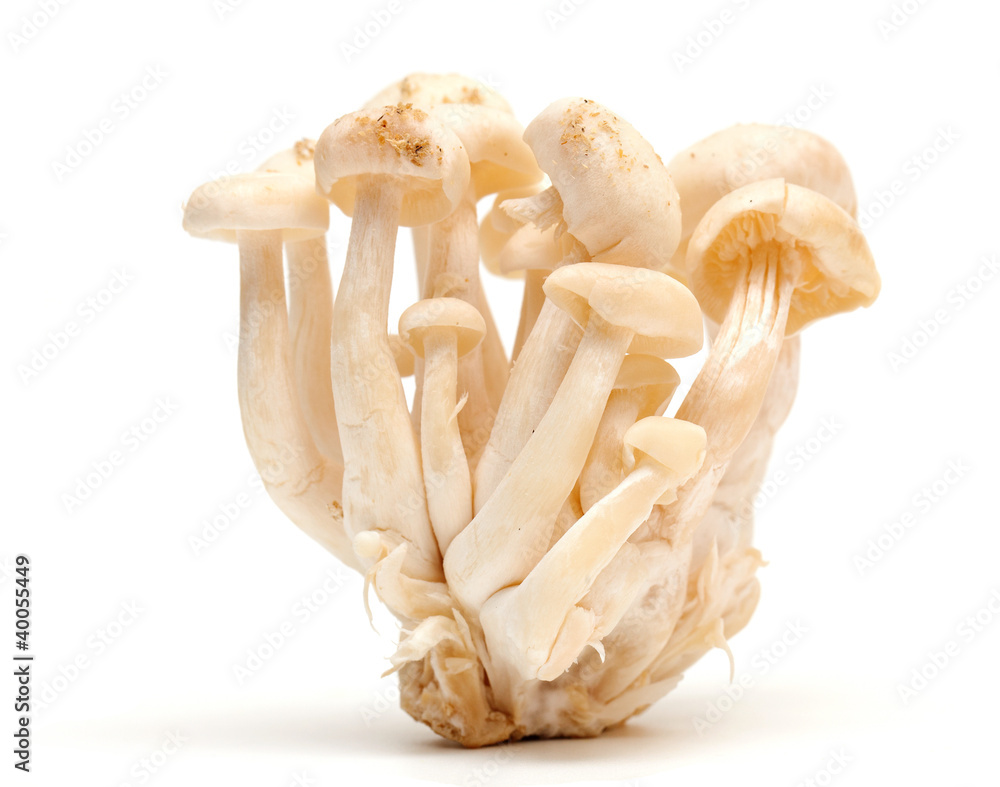 white beech mushrooms white beech mushrooms