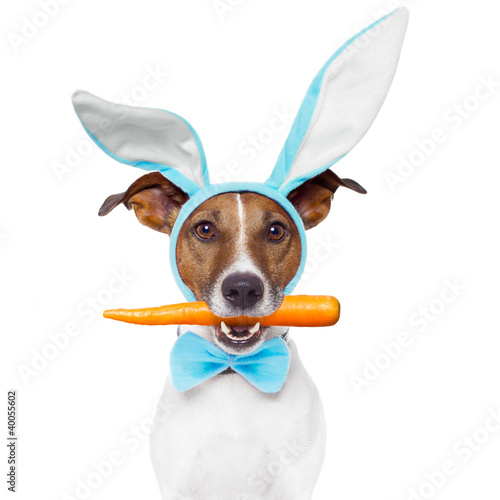 dog with bunny ears and a carrot photo