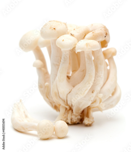 white beech mushrooms