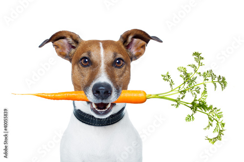 healthy dog with a carrot © Javier brosch