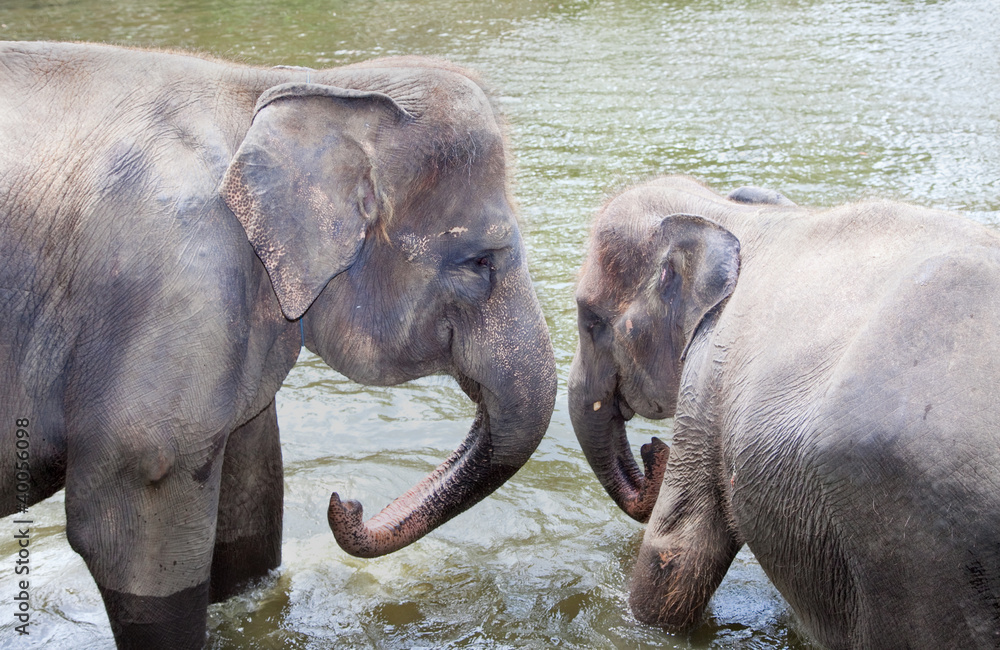 Fototapeta premium Two young elephants at the water