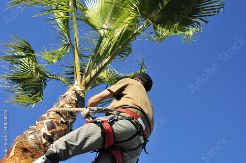 Pruning a Palm Tree, High Up