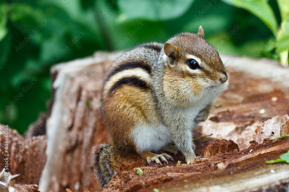 Eastern Chipmunk (Tamias striatus) Eastern Chipmunk (Tamias striatus)