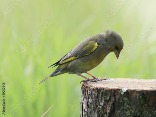Greenfinch on stump