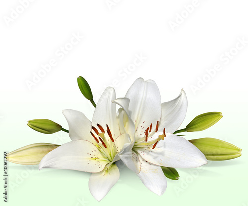 Easter lily flowers, also known as November lilies © David Carillet