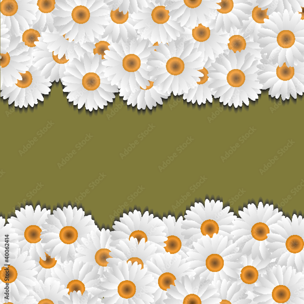 Camomile floral borders Camomile floral borders