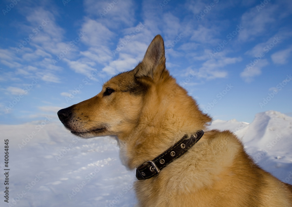 Portrait of a dog collar in profile