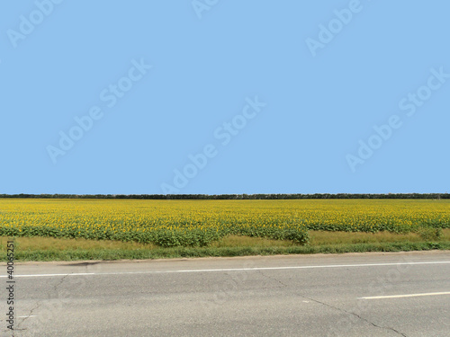 Landscape with sunflowers