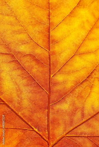Wallpaper Mural Maple leaf in fall. Torontodigital.ca