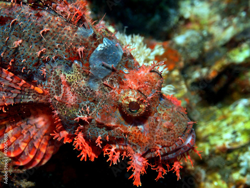 Scorpionfish close up