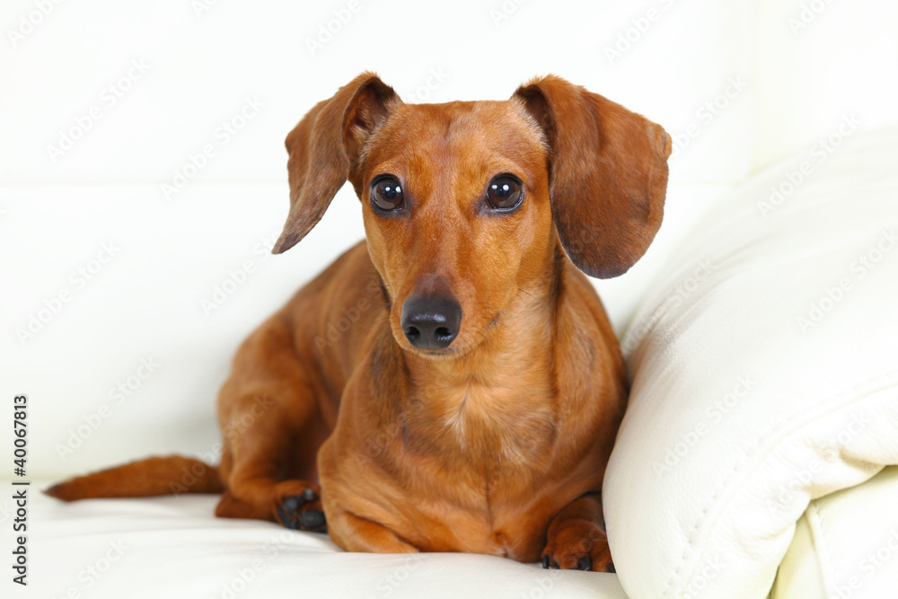 dachshund dog at home on sofa