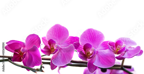pink orchid