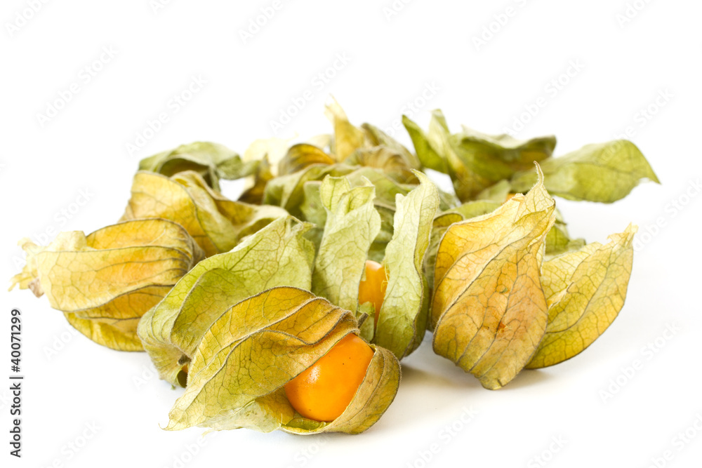 Physalis Physalis