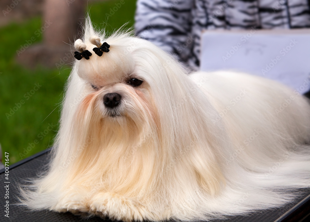 Maltese at an exhibition of dogs Maltese at an exhibition of dogs