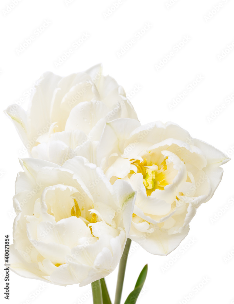 bouquet of white tulips isolated on white