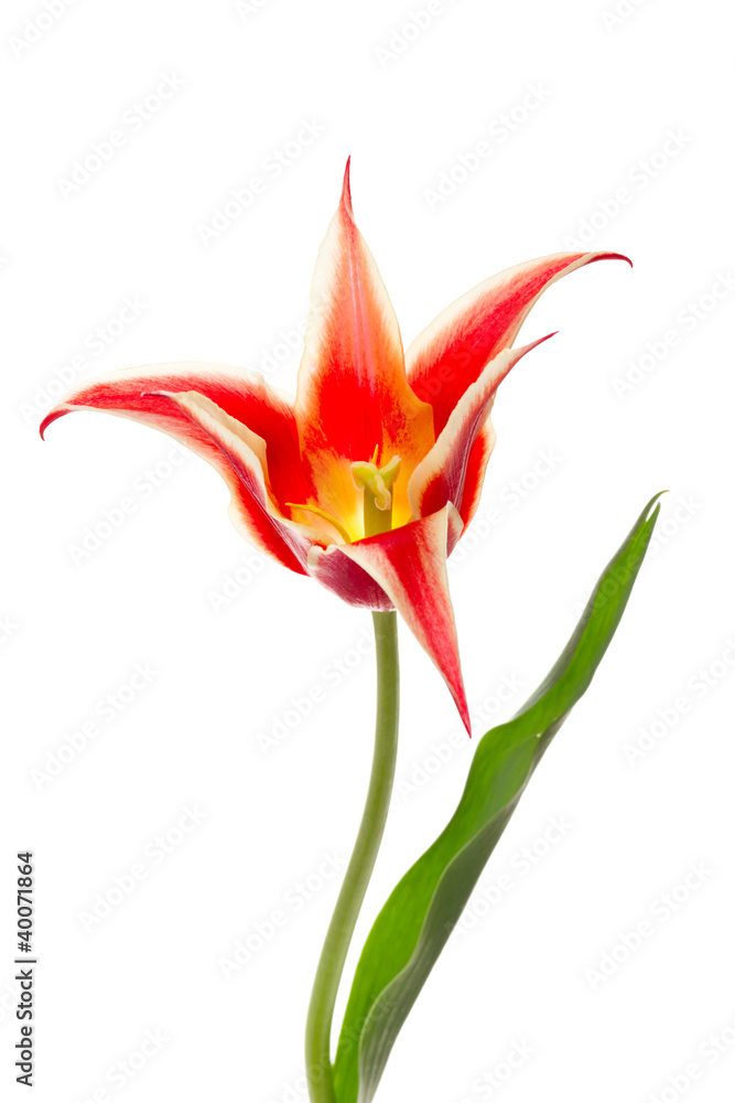 Lily flowered Tulip Aladdin isolated on white Lily flowered Tulip Aladdin isolated on white