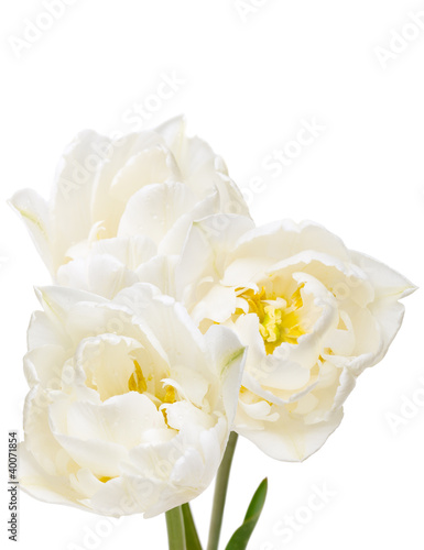 Obraz na płótnie bouquet of white tulips isolated on white w salonie