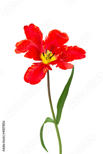 Spring red tulips isolated on white
