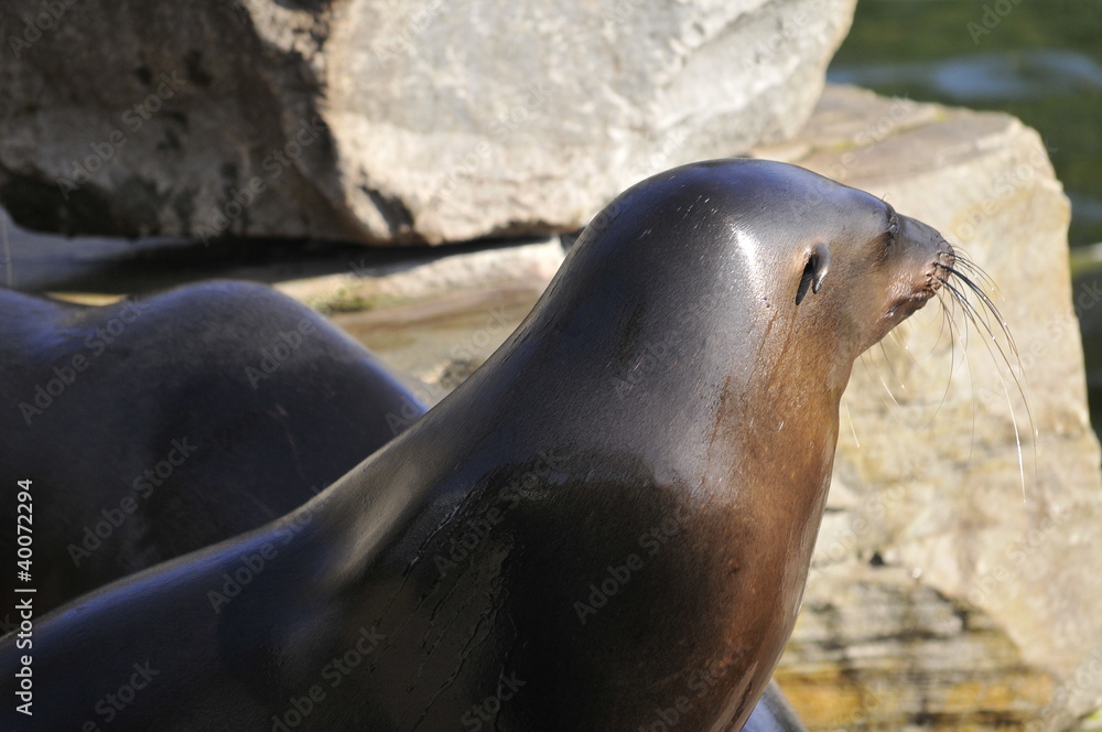 Naklejka premium Seelöwe