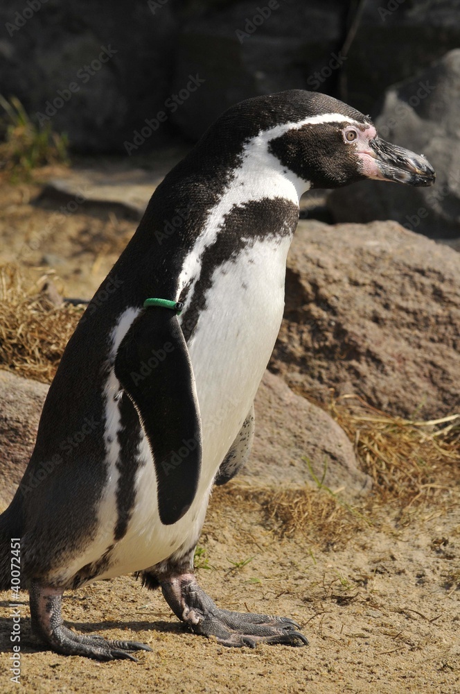 Obraz premium Pinguine