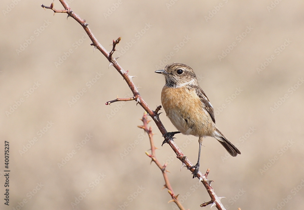 Fototapeta premium Common Stonechat, Saxicola torquata