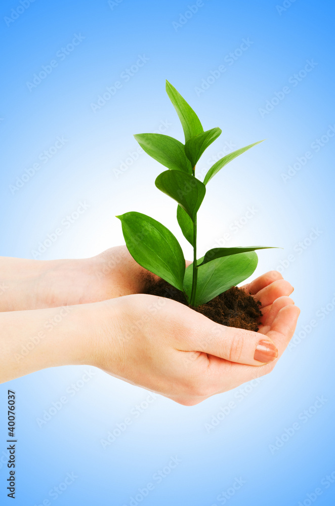 Green seedling in hand isolated on white Green seedling in hand isolated on white