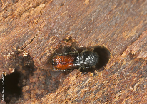 Six-toothed spruce bark beetle, Pityogenes chalcographus photo