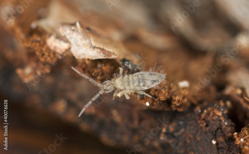 Springtail (Collembola) sitting on wood, high magnification