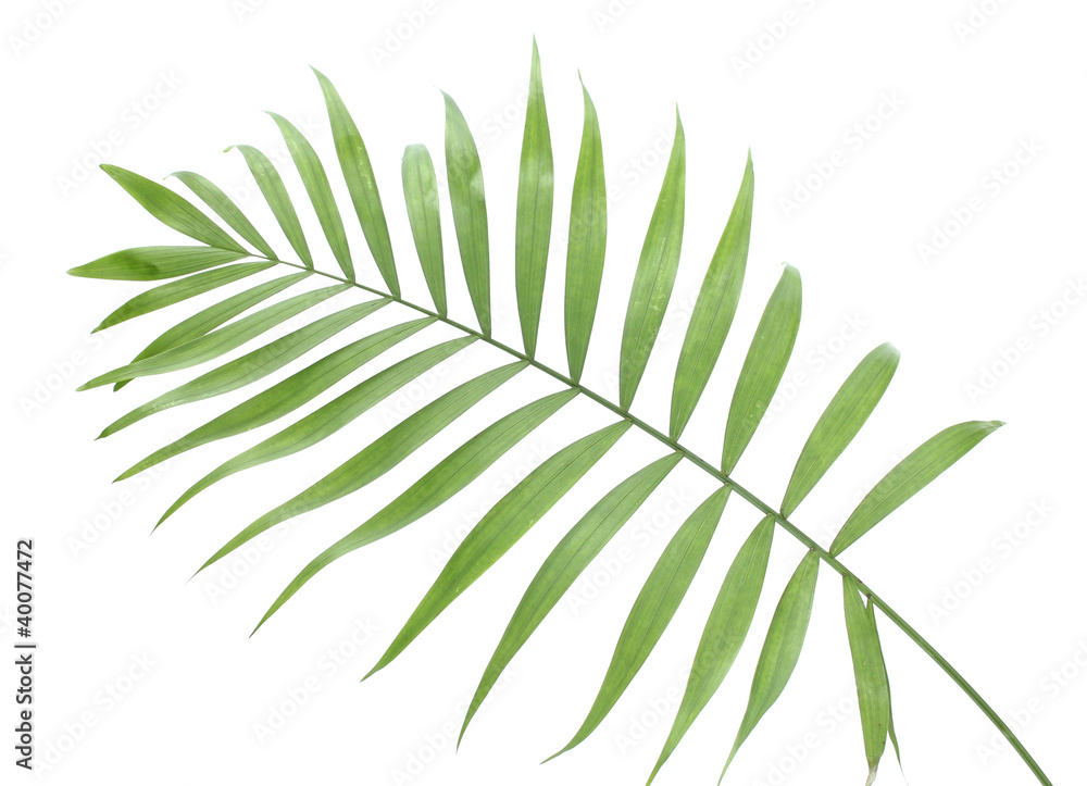 beautiful green palm leaf isolated on white beautiful green palm leaf isolated on white