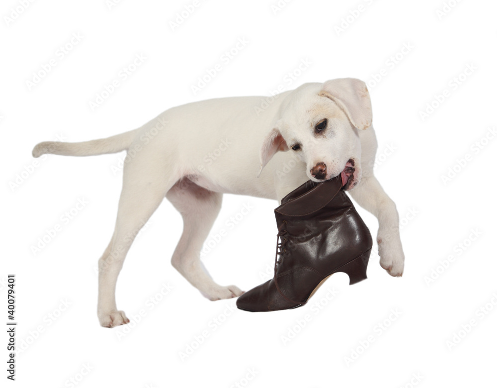 Lab puppy playing with boot