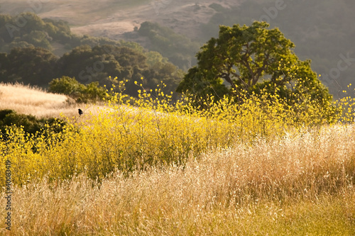Black Bird in Golden Mustard Field and Oak Grassland
