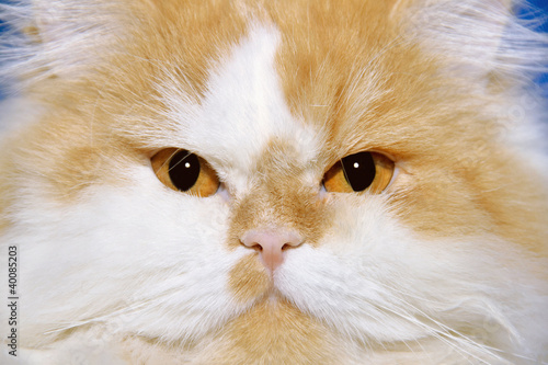 cat2