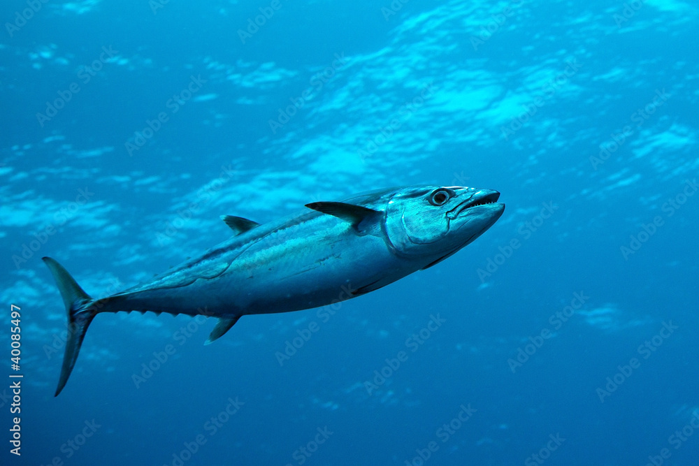 Obraz premium Dog-tooth tuna in water of Indian ocean, Maldives