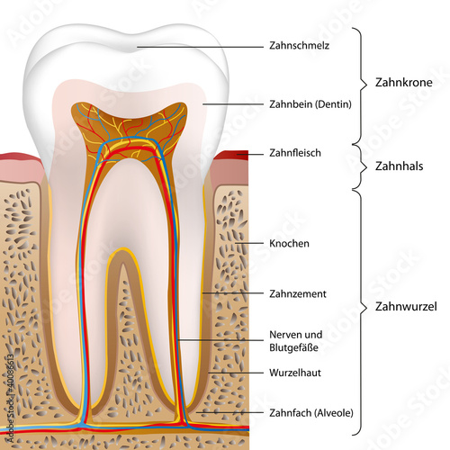 schematic human tooth vector illustration eps10