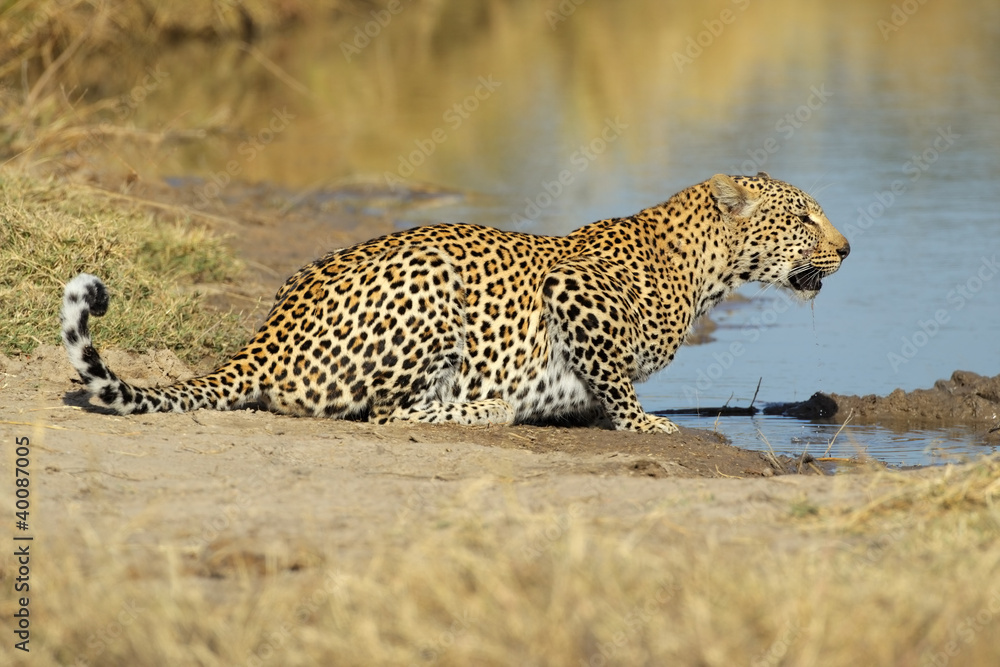 Male leopard drinking water
