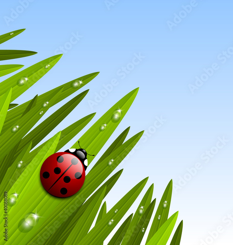 Morning grass and ladybug