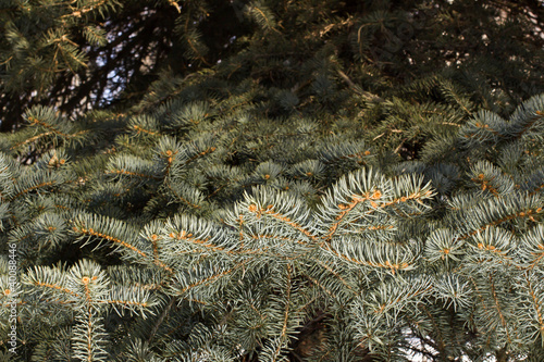 Foto Background from fur-tree branches
