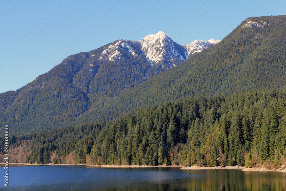 snow-capped peak and forest