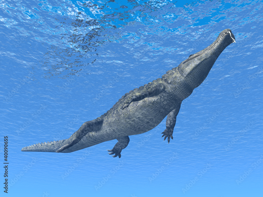 Fototapeta premium Diving Crocodile