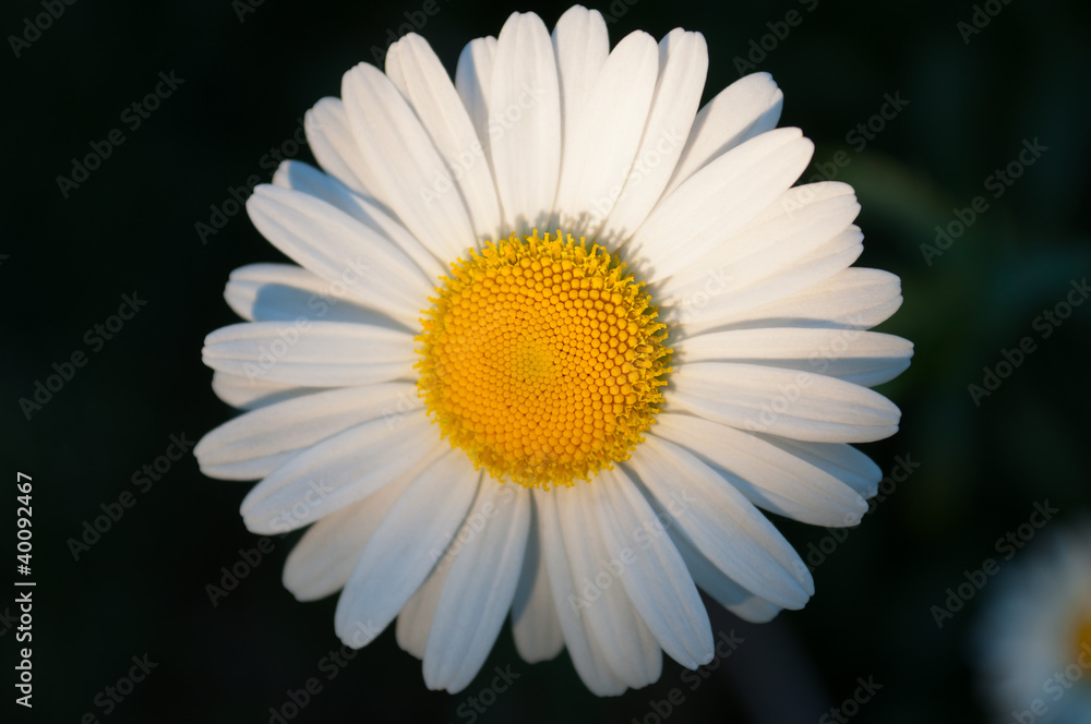 Obraz premium Single daisy on a dark background