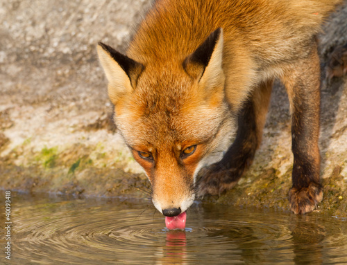 Red fox drinking