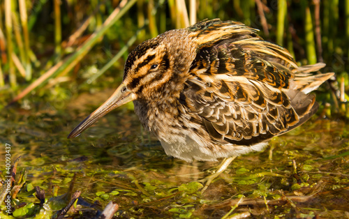 Jack snipe hiding